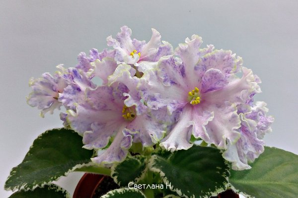 Сайт кракен рабочая ссылка